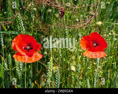 Gros plan de deux coquelicots rouges éclatants. Banque D'Images