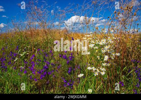 Un paysage ensoleillé avec des fleurs sauvages, de hautes herbes et un ciel bleu vif orné de nuages. Banque D'Images