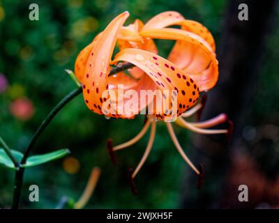 L'image capture un lys orange vif avec des taches, mettant en valeur ses étamines complexes au milieu de feuilles vertes. Banque D'Images