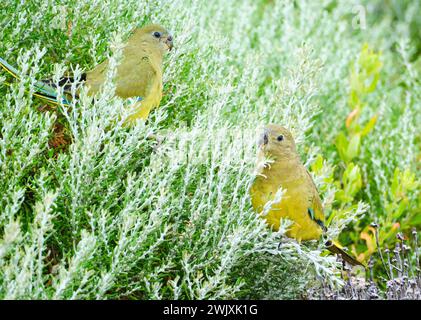 Deux perroquets, Neophema petrophila, une petite espèce de perroquets se nourrissant de végétation côtière au cap Leeuwin dans le sud-ouest de l'Australie occidentale. Banque D'Images