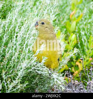 Perroquet, Neophema petrophila, une petite espèce de perroquet se nourrissant de végétation côtière au cap Leeuwin dans le sud-ouest de l'Australie occidentale. Banque D'Images