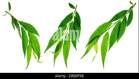 Feuilles vertes isolées sur fond blanc. Jeunes feuilles d'arbres verts . Willow. Ressort. Les feuilles vertes se rapprochent. Belles feuilles vertes fraîches. Banque D'Images