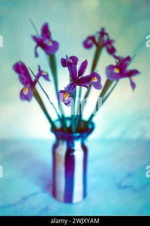 Fleurs d'iris dans un vase capturé avec le film de feuille Polaroid instant 5x4 Banque D'Images