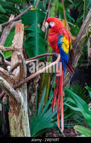 Scarlet Macaw (Ara Macao) sur un perchoir au préparé Parc zoologique Augustine Alligator Farm à Floirda Banque D'Images