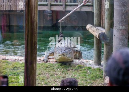 Nourrir Maximo, le plus grand crocodile lors d'un spectacle au équipé Parc zoologique Augustine Alligator Farm en Floride Banque D'Images
