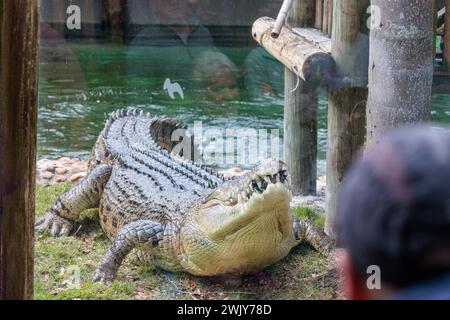 Nourrir Maximo, le plus grand crocodile lors d'un spectacle au équipé Parc zoologique Augustine Alligator Farm en Floride Banque D'Images
