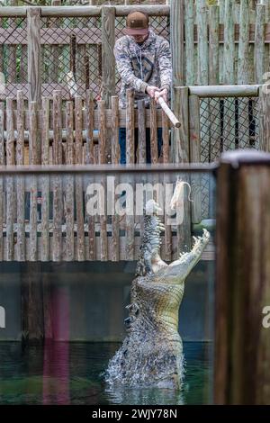 Parc invité nourrissant Maximo, le plus grand crocodile lors d'un spectacle au préparé Parc zoologique Augustine Alligator Farm en Floride Banque D'Images