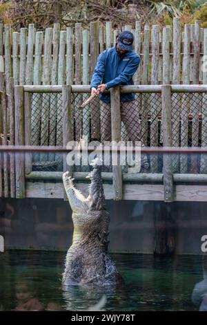 Nourrir Maximo, le plus grand crocodile lors d'un spectacle au équipé Parc zoologique Augustine Alligator Farm en Floride Banque D'Images