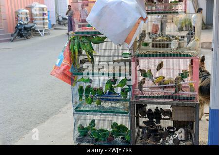 Perroquets et divers oiseaux à vendre dans une rue à Pyin U Lwin, Myanmar Birmanie Banque D'Images