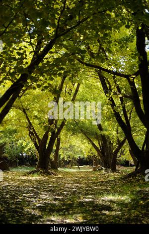 Kyushu Hirokawa ville Taibaru Ginko arbres en novembre Banque D'Images