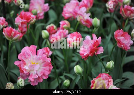 Fleurs de pivoine roses et blanches double tulipes tardives (Tulipa) double floraison de sucre dans un jardin en avril Banque D'Images