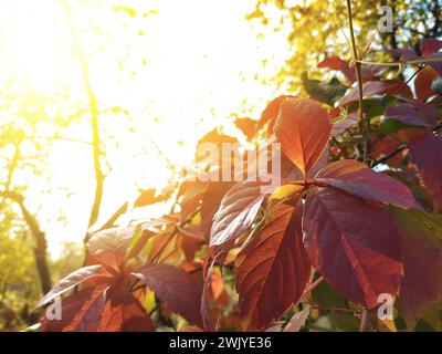 Ivy part en gros plan. Automne. Coucher de soleil. Beau paysage naturel. Beau paysage d'automne avec des vignes jaunes sur un fond flou. Feuillage coloré Banque D'Images