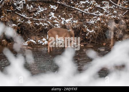 Baltimore, États-Unis. 17 février 2024. 17 février 2024 - Lake Roland, Comté de Baltimore, Maryland, États-Unis. Une chute de neige à la mi-février apporte des vues panoramiques et la faune au lac dans la neige. (Photo de Robyn Stevens Brody/Sipa USA) crédit : Sipa USA/Alamy Live News Banque D'Images