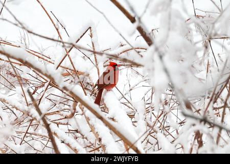 Baltimore, États-Unis. 17 février 2024. 17 février 2024 - Lake Roland, Comté de Baltimore, Maryland, États-Unis. Une chute de neige à la mi-février apporte des vues panoramiques et la faune au lac dans la neige. (Photo de Robyn Stevens Brody/Sipa USA) crédit : Sipa USA/Alamy Live News Banque D'Images