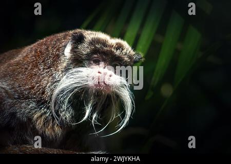 Tamarin empereur (Saguinus imperator) Banque D'Images