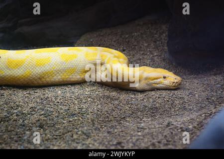 Python birman (Python albinos bivittatus) Banque D'Images