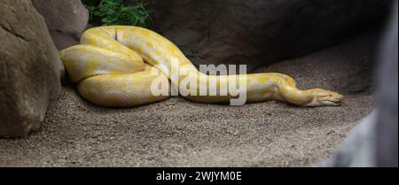 Python birman (Python albinos bivittatus) Banque D'Images