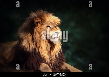 Lion d'Afrique du Sud-Ouest (Panthera leo bleyenberghi) - Angola Lion Banque D'Images