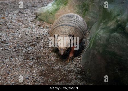 Armadillo à six bandes (Euphractus sexcinctus) ou Armadillo jaune Banque D'Images