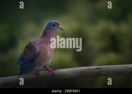 Pigeon pâle (Patagioenas cayennensis) Banque D'Images