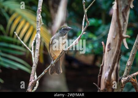 Oiseau saltateur à gorge chamois (Saltator similis) Banque D'Images