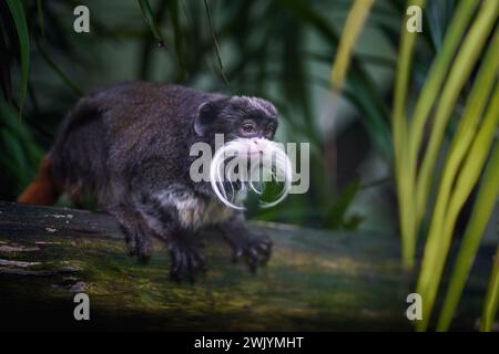 Tamarin empereur (Saguinus imperator) Banque D'Images