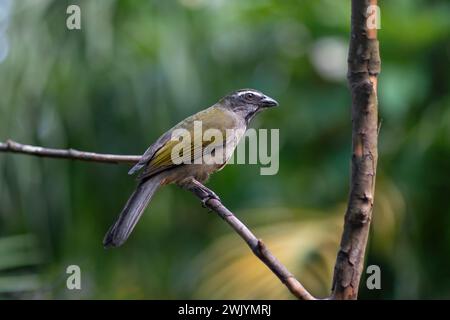 Oiseau saltateur à gorge chamois (Saltator similis) Banque D'Images