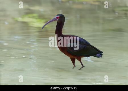 Oiseau Ibis à face blanche (Plegadis chihi) Banque D'Images