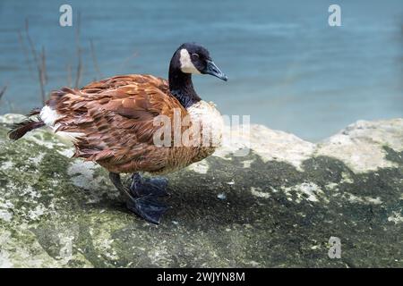 Oie du Canada (Branta canadensis) - sauvagine Banque D'Images