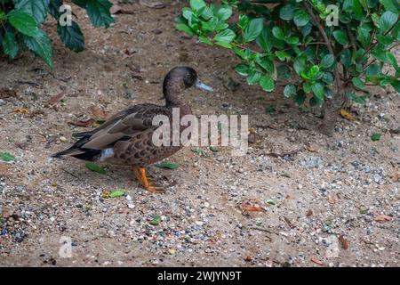 Femelle Chestnut sarcelle (Anas castanea) Banque D'Images