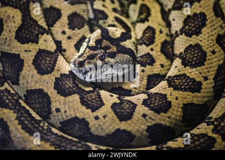 Tapis serpent Python (Morelia spilota) Banque D'Images