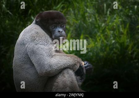 Singe laineux commun (Lagothrix lagotricha) Banque D'Images