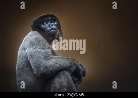 Singe laineux commun (Lagothrix lagotricha) Banque D'Images