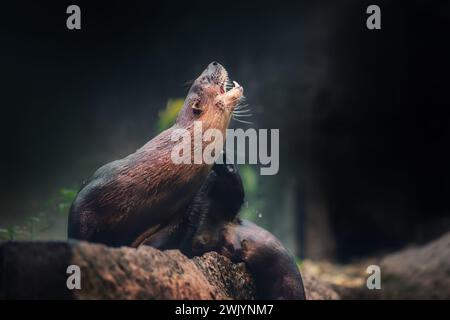 Loutre de rivière néotropicale (Lontra Longicaudis) Banque D'Images