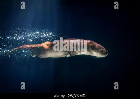 Plongée dans la rivière néotropicale (Lontra Longicaudis) Banque D'Images