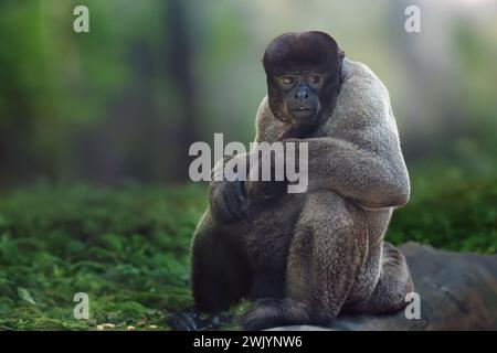 Singe laineux commun (Lagothrix lagotricha) Banque D'Images