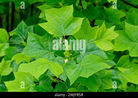 Feuilles vert vif nouvellement ouvertes sur un tulipe ou une branche de peuplier vue rapprochée avec des gouttes de pluie sur la surface des feuilles au printemps Banque D'Images