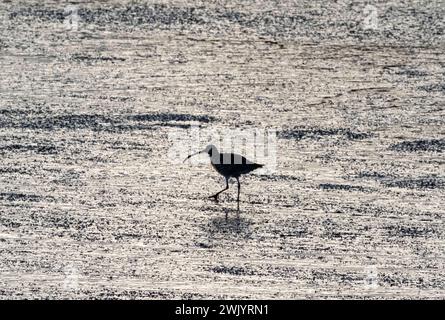 Curlew (Numenius arquata) sur le bord de mer de la réserve naturelle de Kinneil, Bo'Ness, West Lothian, Écosse. Banque D'Images