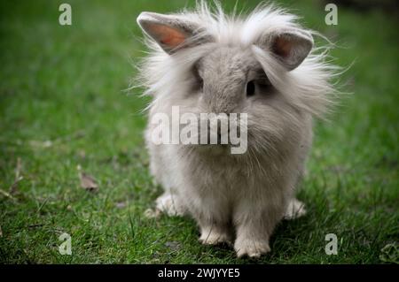 Jeune lapin nain à tête de lion de couleur sable dans un jardin Banque D'Images