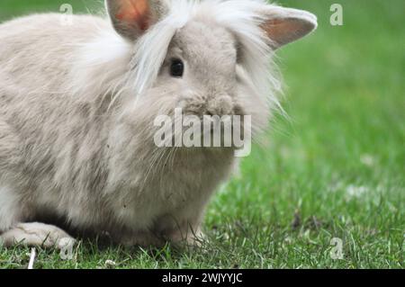 Jeune lapin nain à tête de lion de couleur sable dans un jardin Banque D'Images