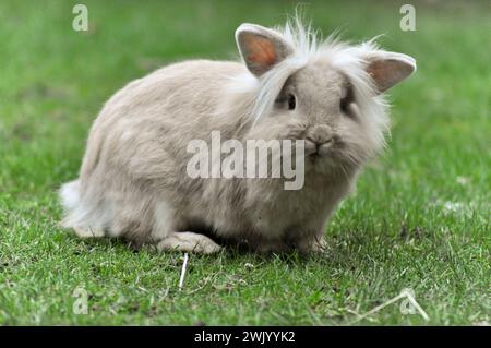 Jeune lapin nain à tête de lion de couleur sable dans un jardin Banque D'Images