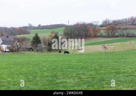 Vaches qui paissent dans une prairie par un jour nuageux en hiver Banque D'Images