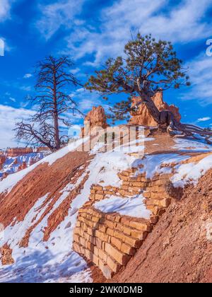 Queen's Garden Trail, amphithéâtre de Bryce, hiver, parc national de Bryce Canyon, Utah. Banque D'Images