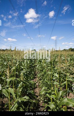 Tours de transmission d'électricité hydraulique au-dessus de Zea mays - champ de maïs en été. Banque D'Images