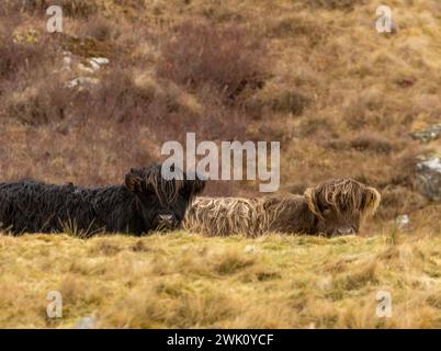 Vaches noires et brunes des Highlands dans les Highlands écossais reculés Banque D'Images