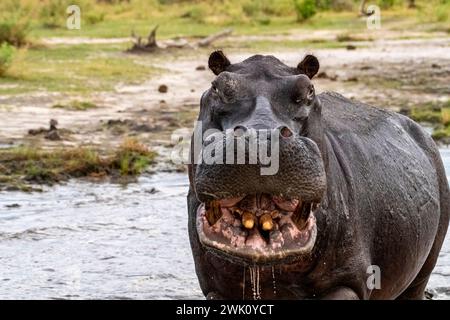 En colère, charge hippopotame, parc national de Chobe, Botswana Banque D'Images