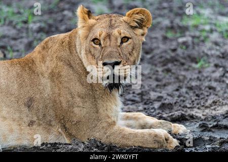 Lionne à la bouche tachée de boue, parc national de Chobe, Botswana Banque D'Images