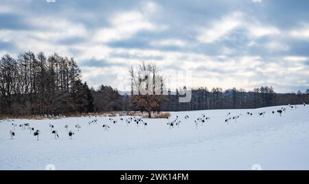 Des centaines de grues à couronnes rouges (Grus japonensis) hivernent dans un petit village de Tsurui (鶴居村), Hokkaido, Japon. Banque D'Images