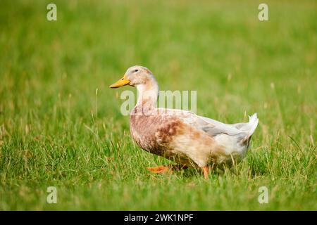 Canard domestique (Anas platyrhynchos domesticus) marchant sur un pré, Wildpark Aurach Kitzbuehel, Tyrol, Autriche Banque D'Images