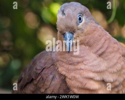 Un portrait rapproché d'un glorieux Cuckoo-Dove brun enchanteur d'une beauté exceptionnelle. Banque D'Images